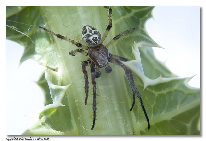 Larinioides sp.